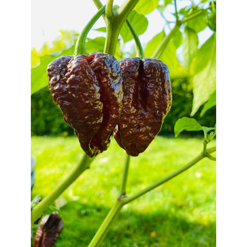 Scotch Bonnet x WHP